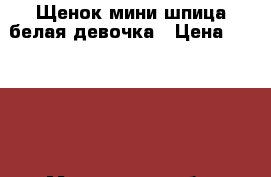 Щенок мини шпица белая девочка › Цена ­ 90 000 - Московская обл. Животные и растения » Собаки   